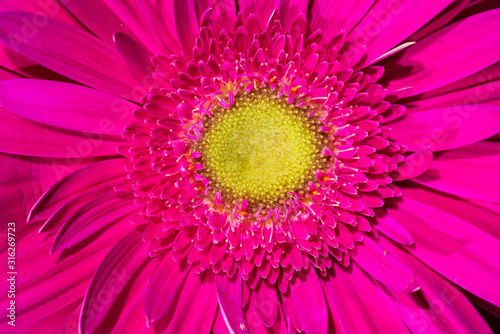 Pink Gerbera daisy flower bloom closeup with beautiful sepals