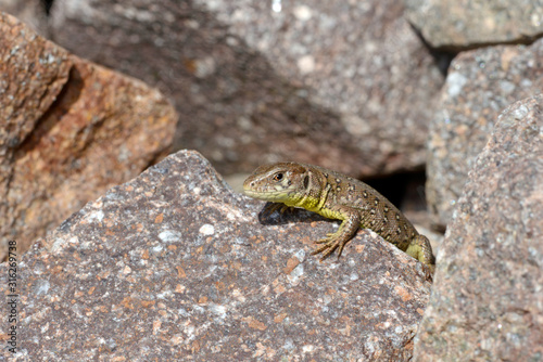 junge Zauneidechse (Lacerta agilis) - young Sand Lizard   photo