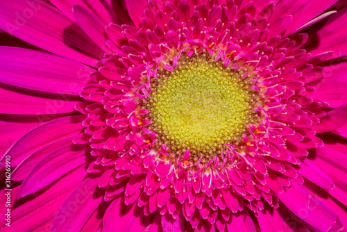 Pink Gerbera daisy flower bloom closeup with beautiful sepals