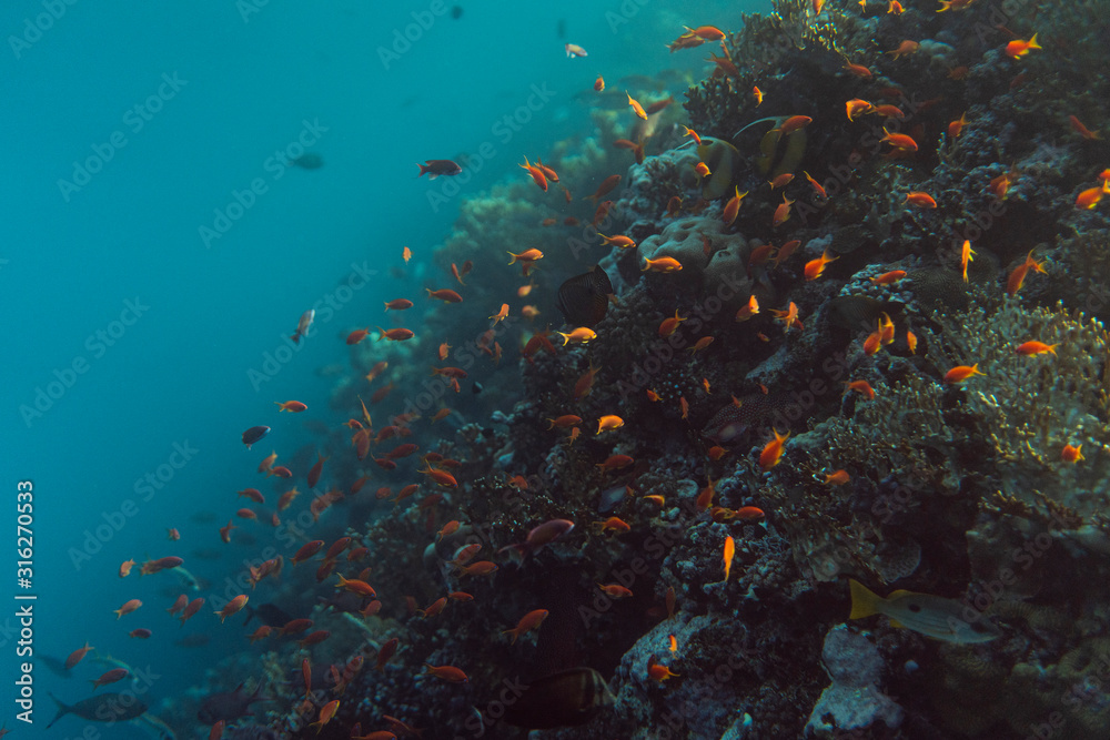 Obraz premium beautiful coral reef under water in the ocean of egypt, underwater photography in egypt