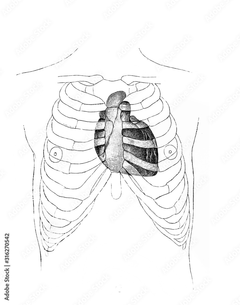 Heart Inside Ribs The illustration of the heart in the rib cage in the old book die ...