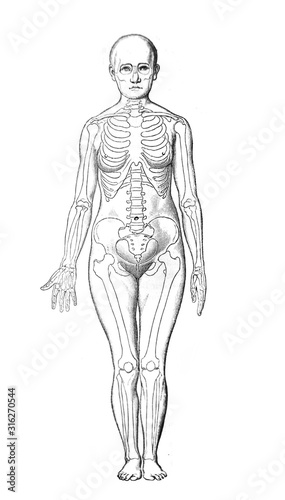 The illustration of parts of the body in the old book die Anatomie, by Fr. Merkel, 1899, Braunschweig