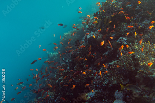 Fototapeta Naklejka Na Ścianę i Meble -  beautiful coral reef under water in the ocean of egypt, underwater photography in egypt