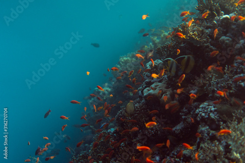 beautiful coral reef under water in the ocean of egypt, underwater photography in egypt