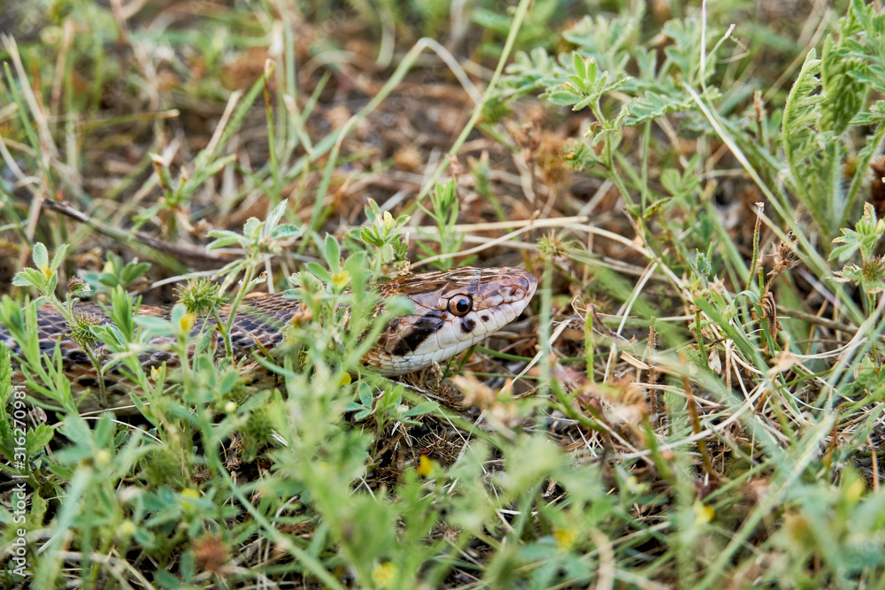 Macro close up Great Plains Rat Snake (Pantherophis emoryi) Macro close up Great Plains Rat Snake (Pantherophis emoryi)