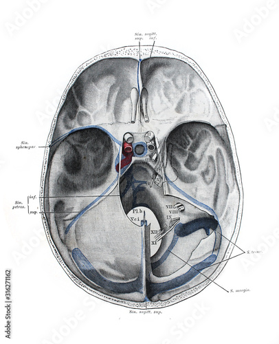 The illustration of skull base with dura mater in the old book die Anatomie, by Fr. Merkel, 1885, Braunschweig photo