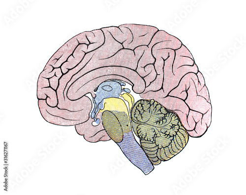 The illustration of brain from the side in the old book die Anatomie, by Fr. Merkel, 1885, Braunschweig
