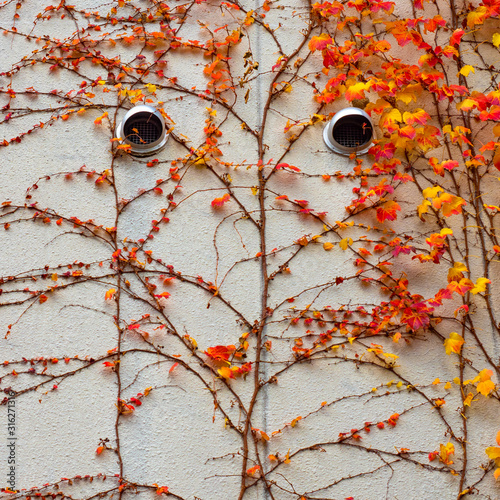 Japanese maple  curls on th...