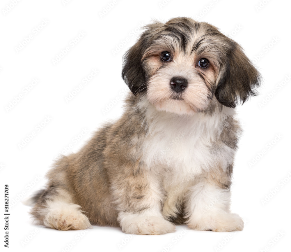 Cute sitting little havanese puppy Cute sitting little havanese puppy