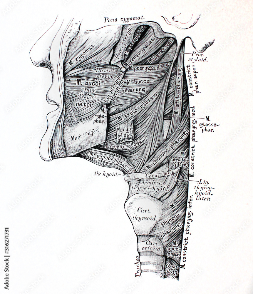 The illustration of the throat muscles from the side in the old book ...