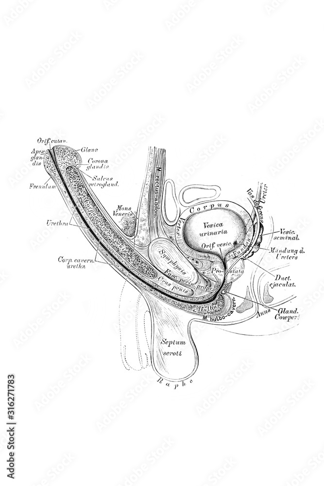 The Illustration Of Genitourinary System Of Man penis Testicles Etc the-illustration-of-genitourinary-system-of-man-penis-testicles-etc