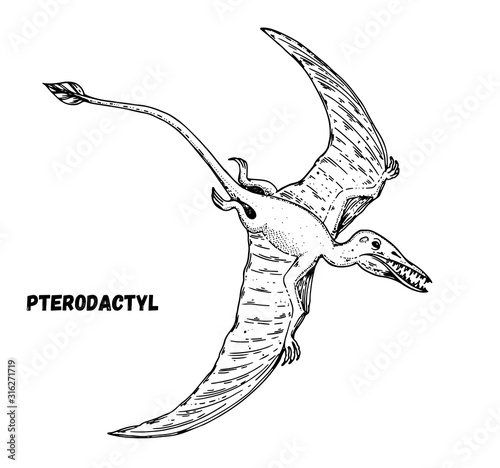 Pterodactylus dinosaur hand drawn sketch. Vector illustration. Carnivorous dinosaur