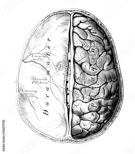 The illustration of the brain with its shells in the old book die Anatomie des Menschen, by C. Heitzmann, 1875, Wien photo