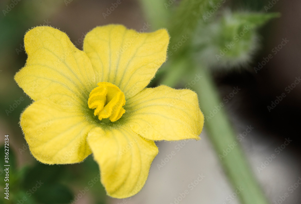 Yellow flower photographed in the province of Alicante, Spain. Yellow flower photographed in the province of Alicante, Spain.