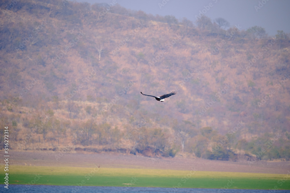 Fototapeta premium Fish eagle at Lake Kariba, Zimbabwe