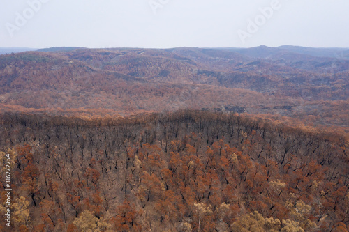 Severely burnt Eucalyptus trees after a bushfire in The Blue Mountains