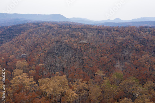 Severely burnt Eucalyptus trees after a bushfire in The Blue Mountains