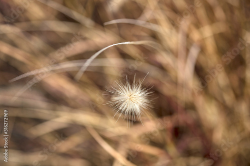 macro shot of brown hairy plant