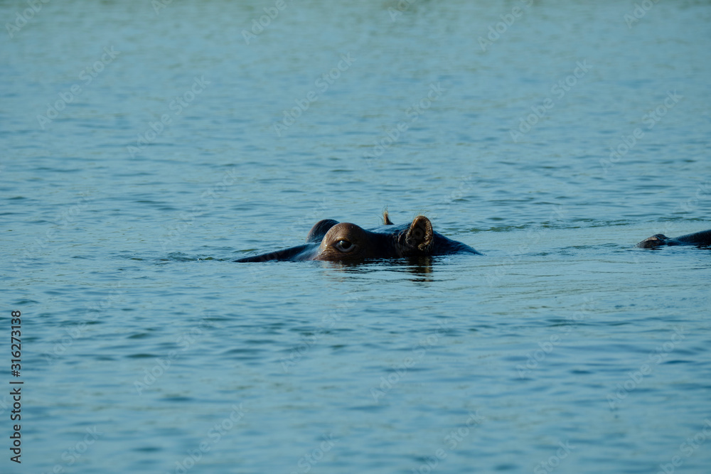 Obraz premium Hippo in Lake Kariba, Zimbabwe