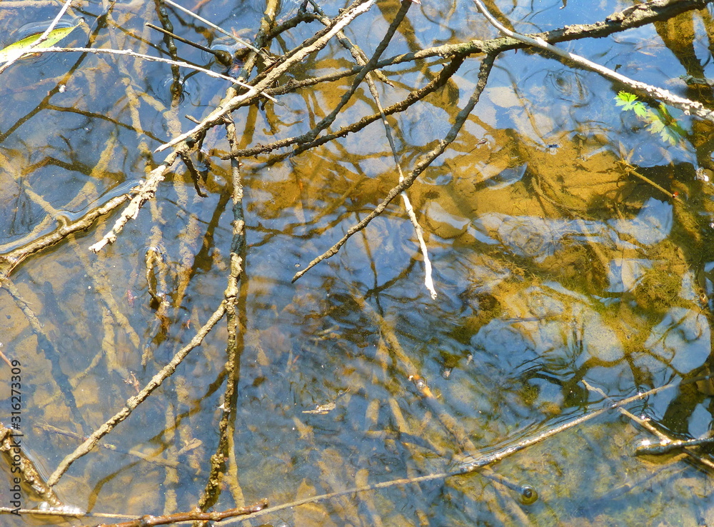 Close-up photography of a surface of shallow water covered with plants and branches Close-up photography of a surface of shallow water covered with plants and branches