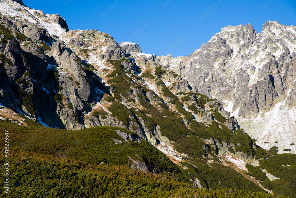 Fototapeta premium Widok na szczyty gór. Roślinność górska, kosodrzewina w Tatrach Wysokich. 