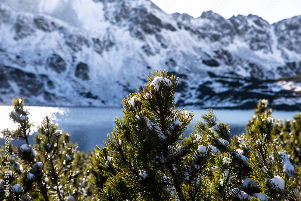 Fototapeta premium Zbliżenie na roślinność wysokogórską. Kosodrzewina pokryta śniegiem. Górska roślina. Choinka. Tatry. Polska. Dolina Pięciu Stawów. 