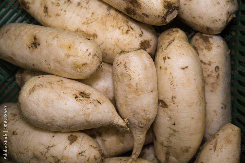 Daikon root plant or Japanese radish, báiluóbo, white in bulk. Vegetables, fruits, useful products. Daikon root plant or Japanese radish, báiluóbo, white in bulk. Vegetables, fruits, useful products.