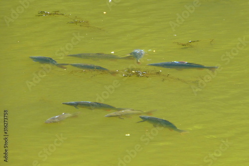 Photo of a small shoal of fish swimming in the murky green water