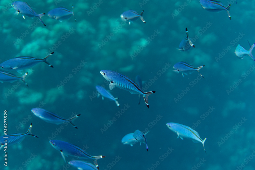Obraz premium caesio lunaris underwater in the ocean of egypt, underwater in the ocean of egypt, caesio lunaris underwater photograph underwater photograph,