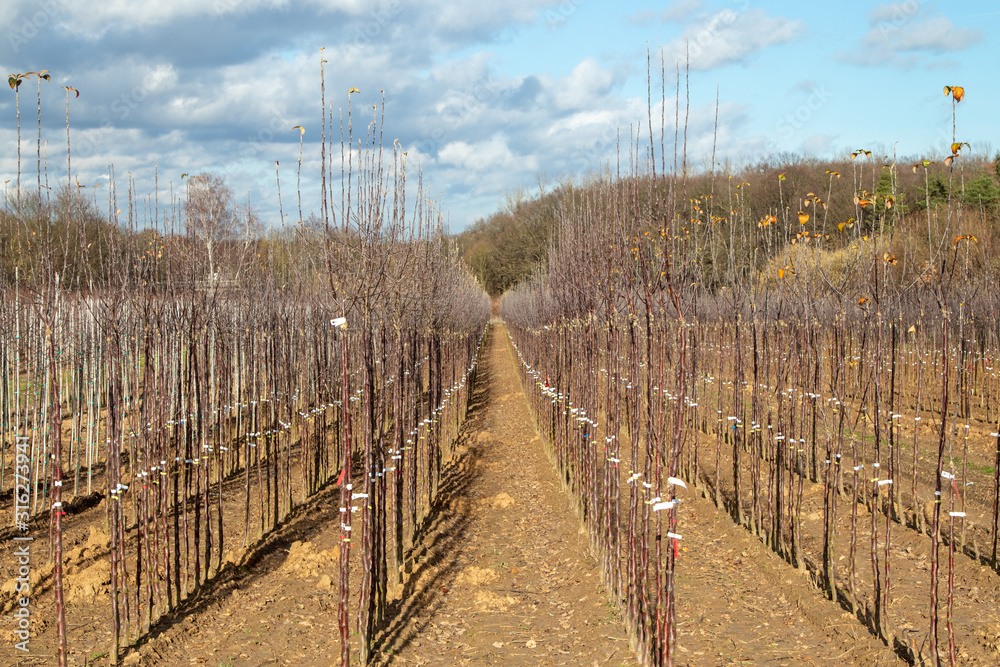Obraz premium view in a part of a tree nursery