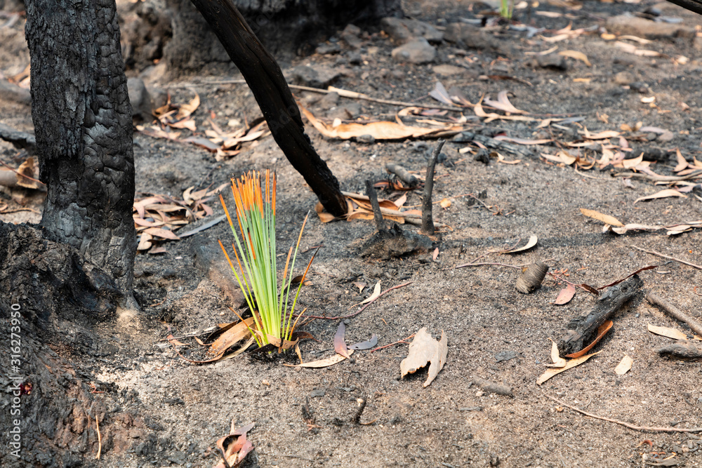 A green plant amongst severely burnt Eucalyptus trees after a bushfire