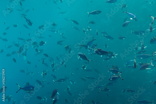 Swarm of Caribbean fish underwater photography  group of tropical fish underwater in egypt marsa alam