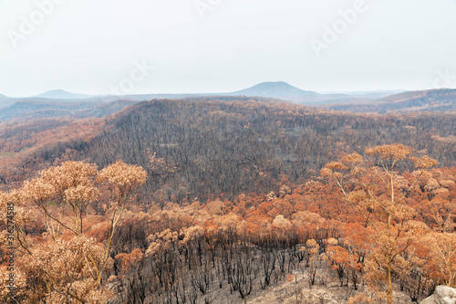 Severely burnt Eucalyptus trees after a bushfire in The Blue Mountains