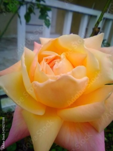 Heavenly Golden Rose Blossoming  On The Coast Of Louisiana Porch