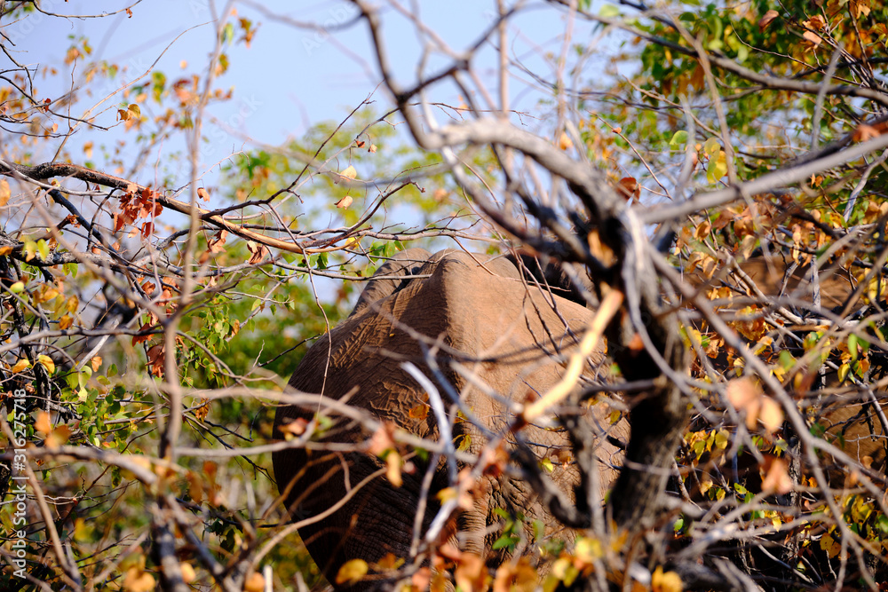 Elephant at Lake Kariba, Zimbabwe Elephant at Lake Kariba, Zimbabwe