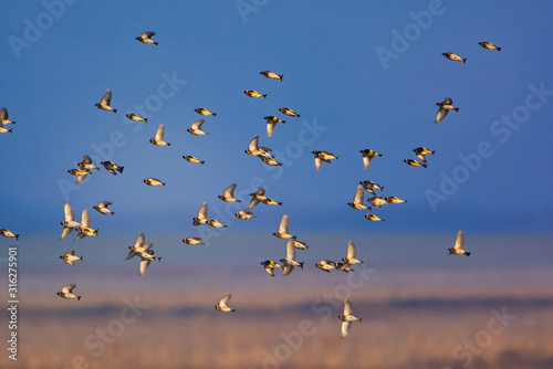 European goldfinch - Carduelis carduelis flying in the sky