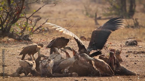 Lappet faced Vulture and White backed Vulture scavenging in Kruger National park, South Africa ; Specie family  Torgos tracheliotos and  Gyps africanus of Accipitridae photo