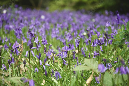 Patch of English Common Bluebells (Hyacinthoides non-scripta)