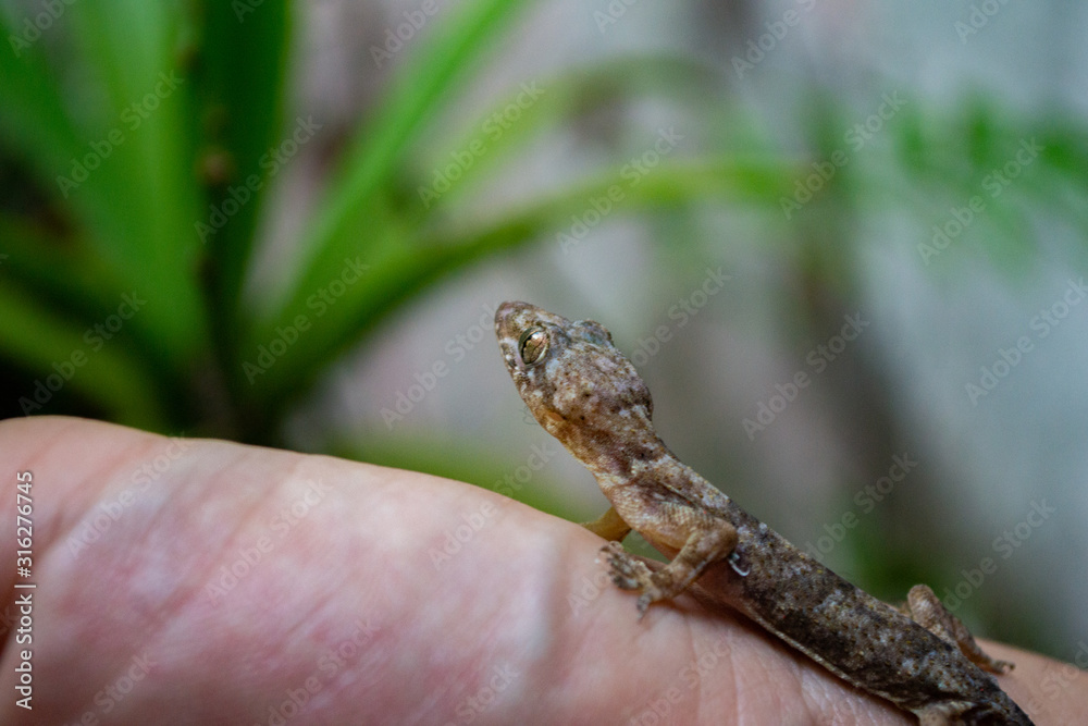 pequeño gecko parado sobre una mano pequeño gecko parado sobre una mano
