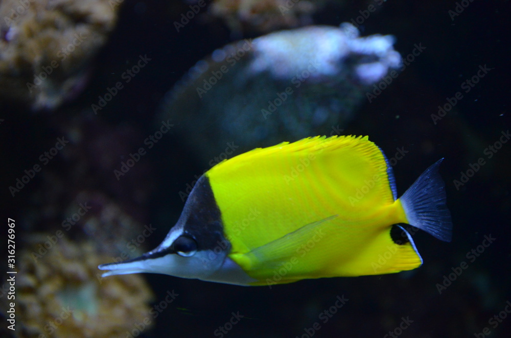 Naklejka premium Tropical fish in aquarium, Berlin