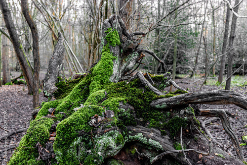 moss and trees in the forest