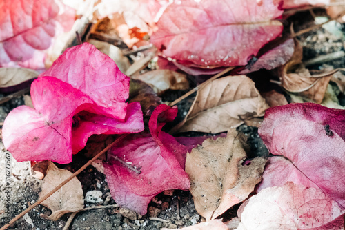 Dead and dried Bougainvillea petals and leaves on the ground.