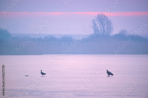 White-tailed eagle - Haliaeetus albicilla - and Greater white-fronted goose - Anser albifrons standing on ice