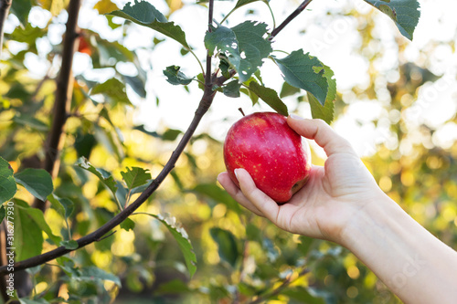 Female hand holds beautiful tasty red apple on branch of apple tree in orchard, harvestingfor food ore apple juice. Crop of apples in summer garden outside. Village, rustic style.Stock photo.