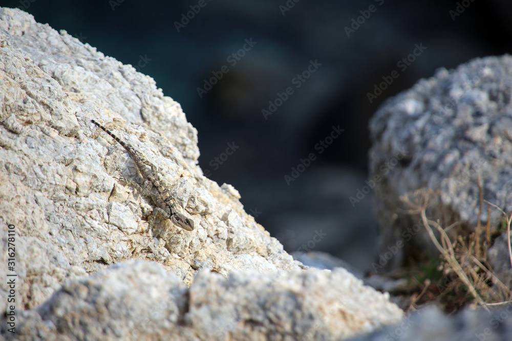 Hardun oder Schleuderschwanz (Stellagama stellio) Hardun oder Schleuderschwanz (Stellagama stellio)
