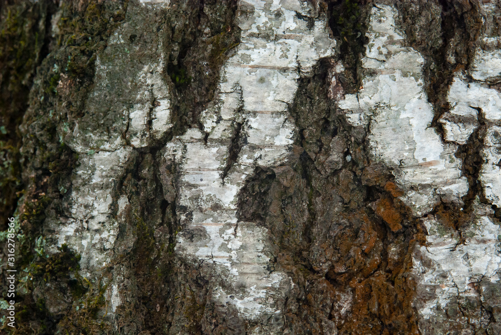 Obraz premium white birch bark texture