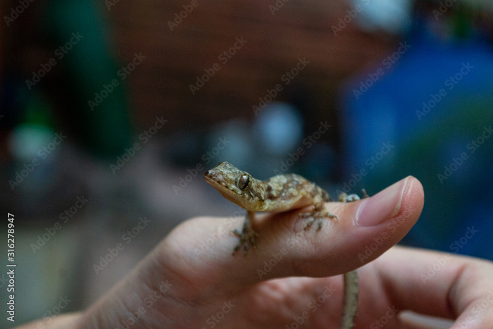 pequeño gecko parado sobre una mano