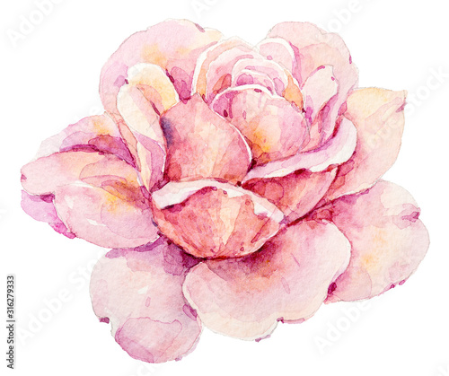 Watercolor hand painted beautiful isolated bright rose flower. Can be used for patterns, fabrics, wedding invitations, cards, wallpapers.