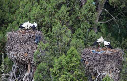 stork returning to their nests in the spring months, the stork's nest, stork puppies