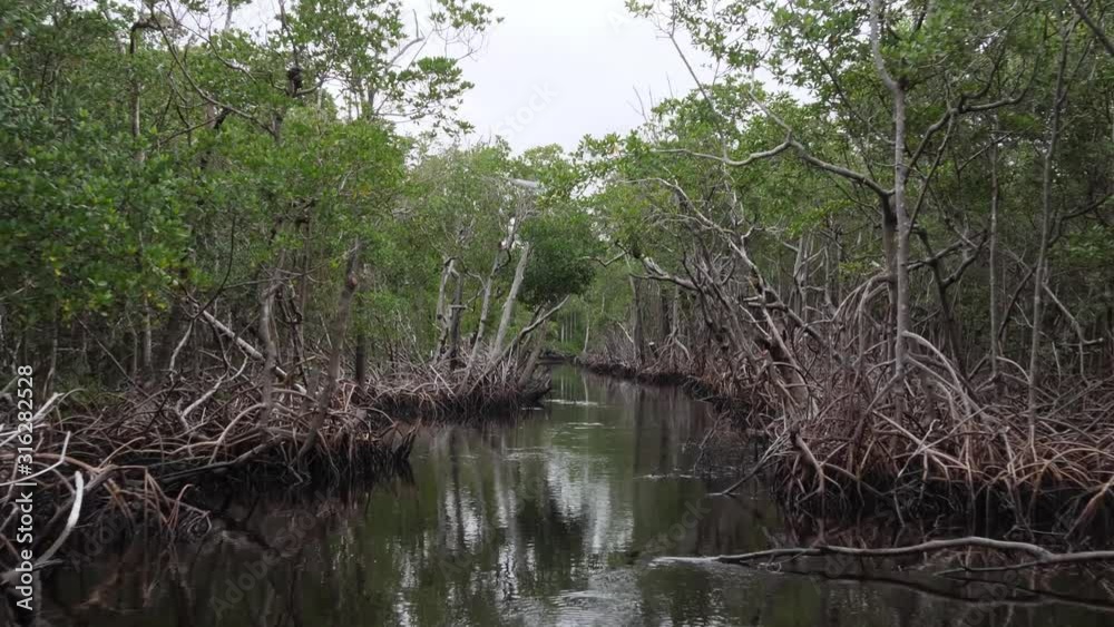 Flying a drone through largest mangrove forest in America - Everglades
